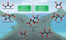 Proto-Polysaccharides